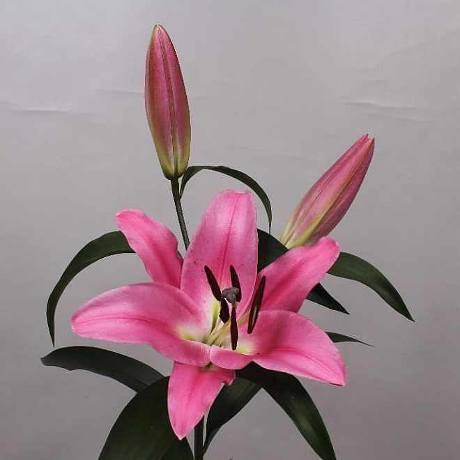 Lily Oriental - Robina