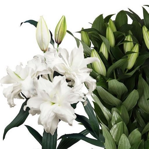 Lily Oriental - Roselily Angela