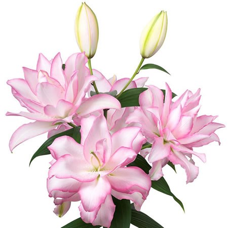 Lily Oriental - Roselily Anouska