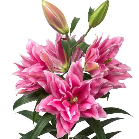 Lily Oriental - Roselily Ciara