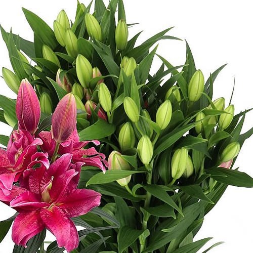 Lily Oriental - Roselily Dalinda