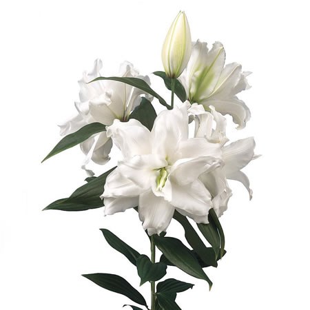 Lily Oriental - Roselily Dejima