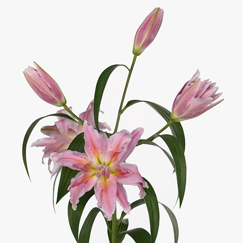 Lily Oriental - Roselily Felicia
