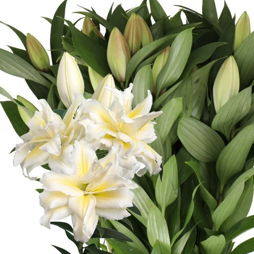 Lily Oriental - Roselily Irvana