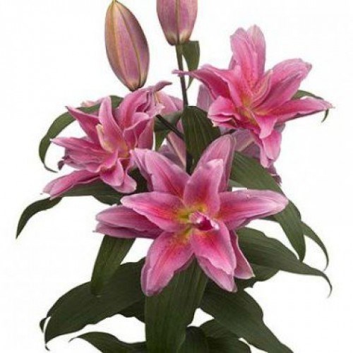 Lily Oriental - Roselily Juanita