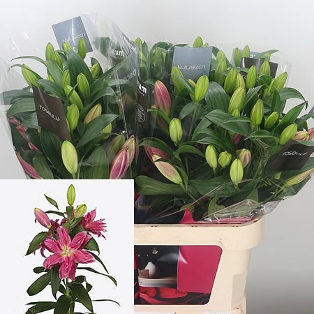 Lily Oriental - Roselily Julia