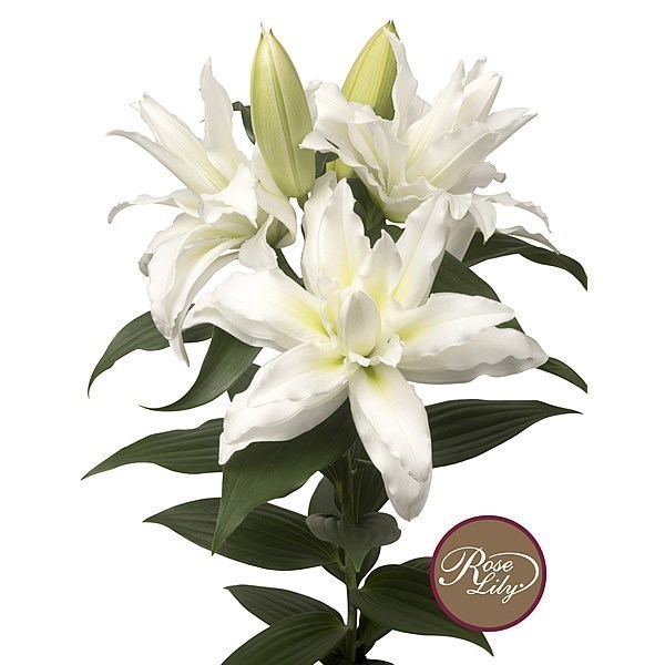 Lily Oriental - Roselily Leona