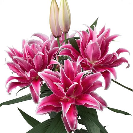 Lily Oriental - Roselily Lorena