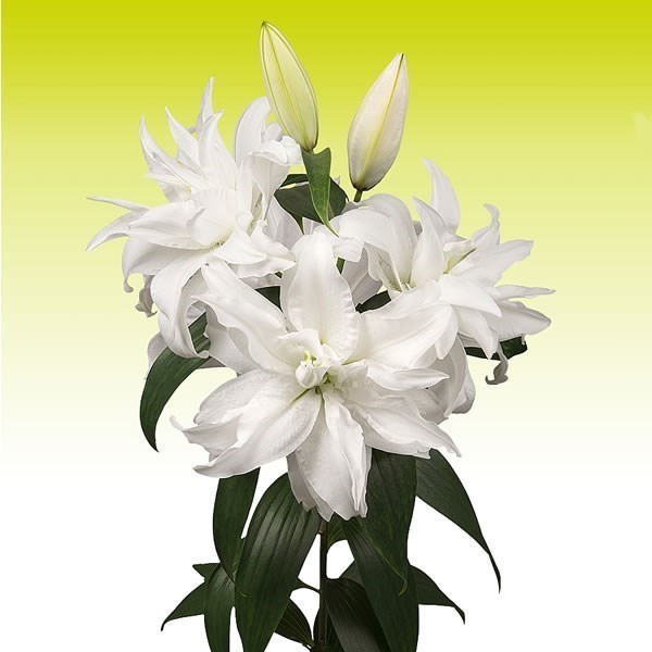 Lily Oriental - Roselily Monica White 85cm | Wholesale Dutch
