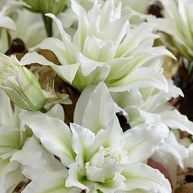 Lily Oriental - Roselily My Wedding