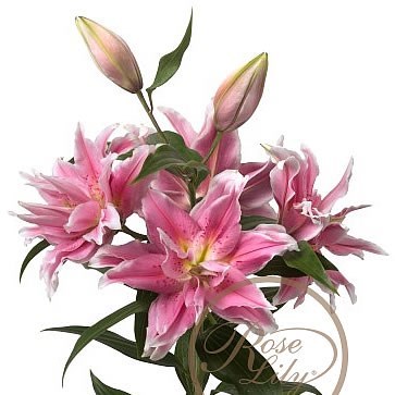 Lily Oriental - Roselily Natalia