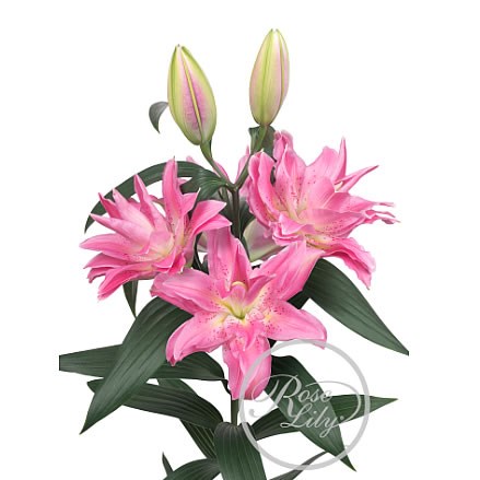 Lily Oriental - Roselily Patricia