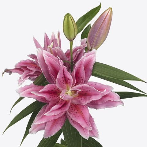 Lily Oriental - Roselily Thalissa