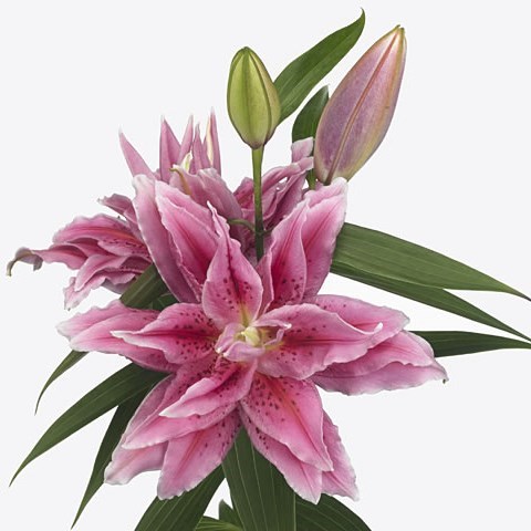 Lily Oriental - Roselily Thalissa