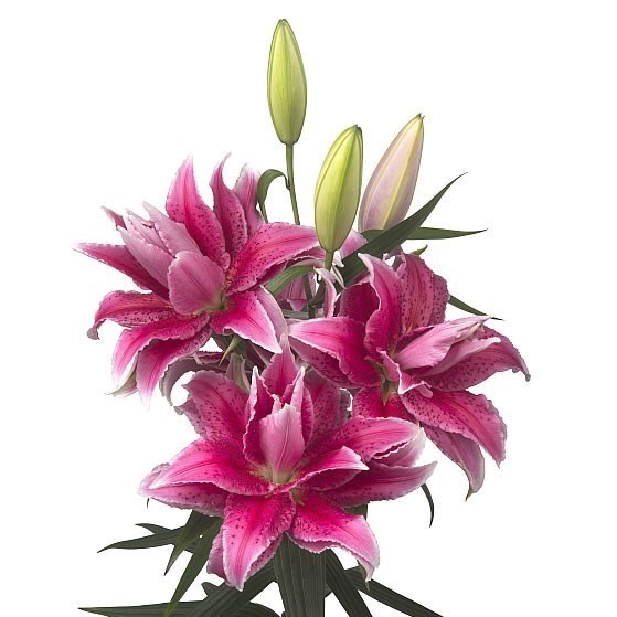 Lily Oriental - Roselily Thalita