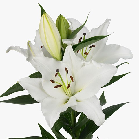 Lily Oriental - Rostov