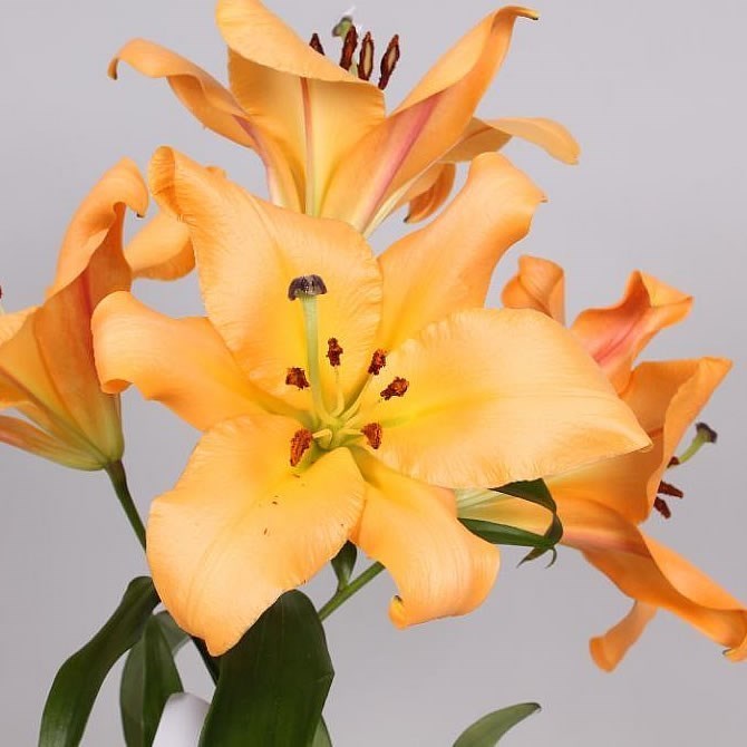 Lily Oriental - Saltarello