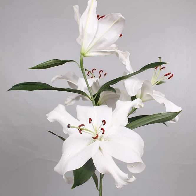 Lily Oriental - Santander