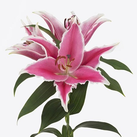 Lily Oriental - Sharida