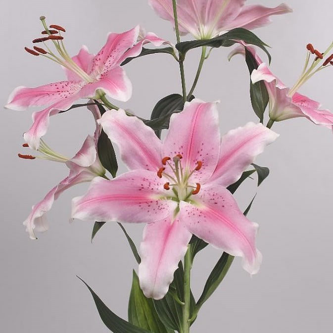 Lily Oriental - Sorbonne