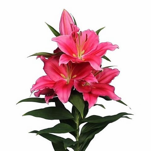 Lily Oriental - Toba