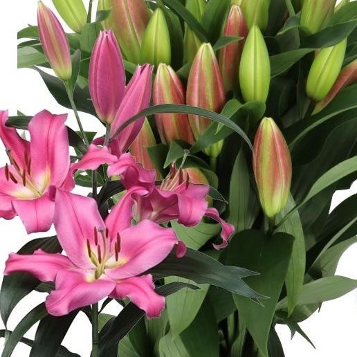 【Lily】 Lily Oriental - Dalian Dark 70cm | Wholesale Dutch Flowers