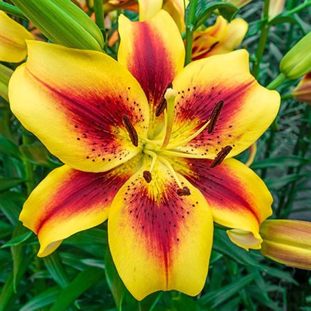 Lily Oriental - Viva La Vida