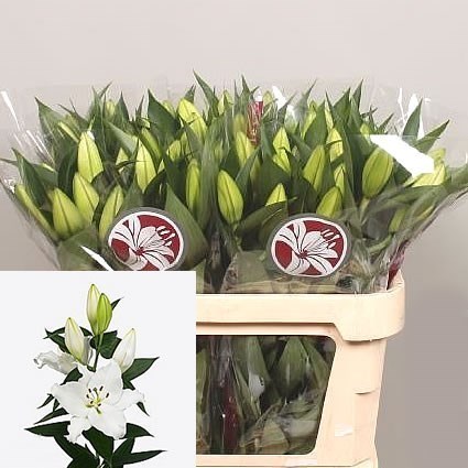 Lily Oriental - White Passion