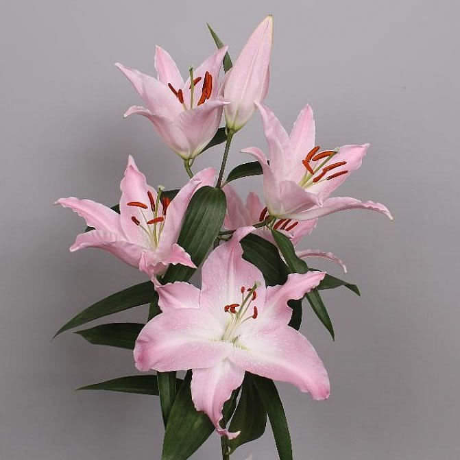 Lily Oriental - Willeke Alberti