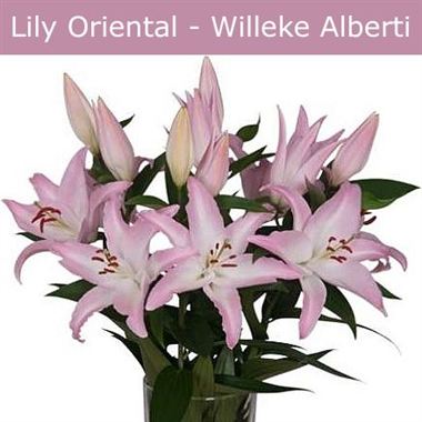 Lily Oriental - willeke alberti