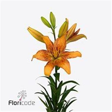 LILY LA. LONGWOOD