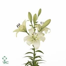 LILY LA. TREBBIANO