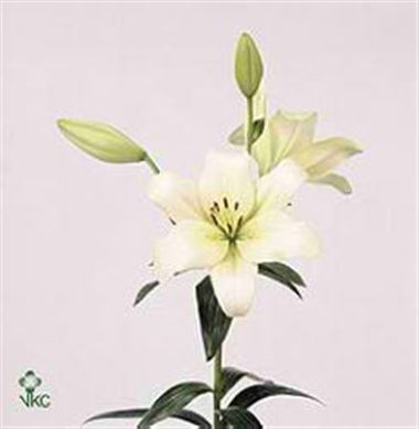 Lily la. ercolano
