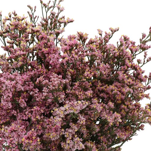 Limonium Angel Diamond