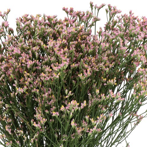 Limonium Blush Diamond