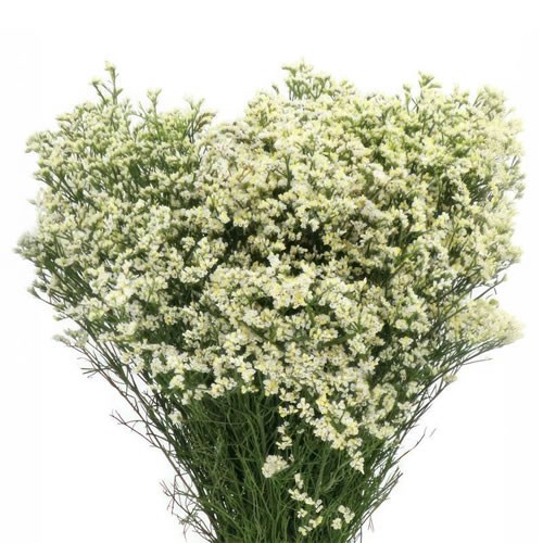 Limonium Clear Diamond