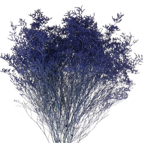 Limonium Dyed Blue