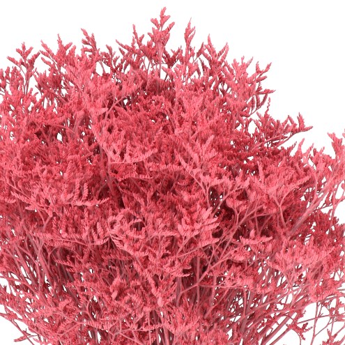 Limonium Dyed Coral
