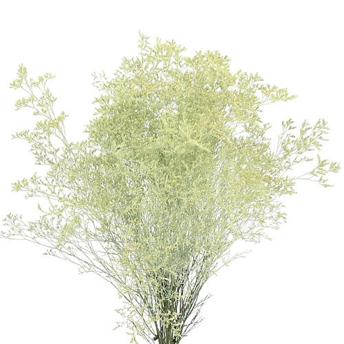 Limonium Dyed Cream