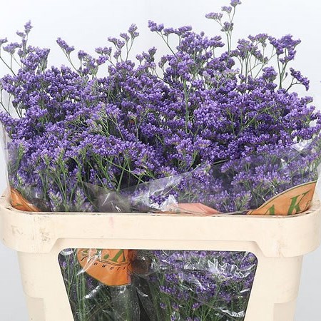 Limonium Kansas Blue