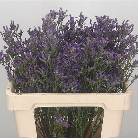 Limonium Michigan Blue