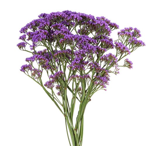 Limonium Perezii Enchante