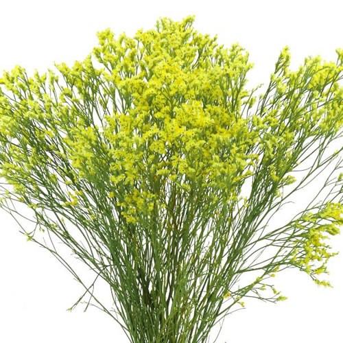 Limonium Pineapple Diamond