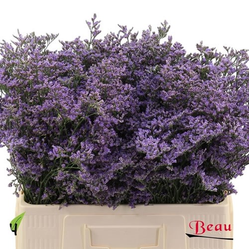 Limonium Safora Classic Blue
