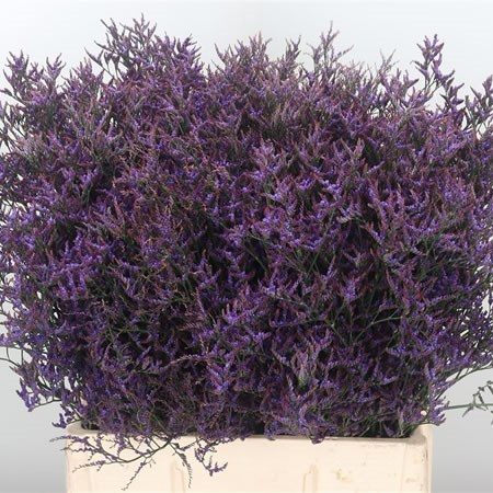 Limonium Safora Dark Blue
