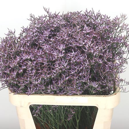Limonium Safora Lilac