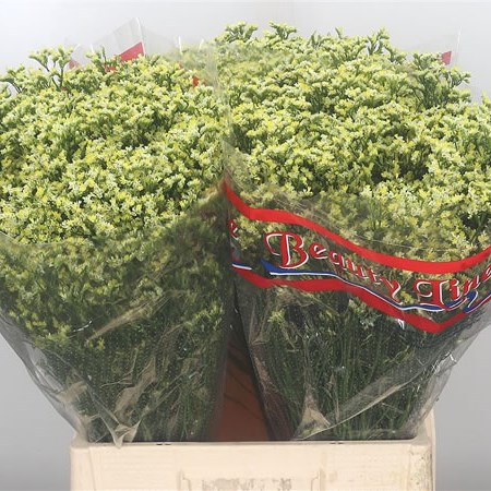 Limonium Sensy Limoncello