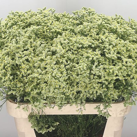 Limonium Sensy Limoncello