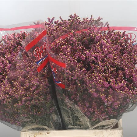 Limonium Sensy Pink Beauty