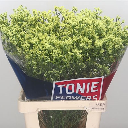 Limonium Spring Diamond